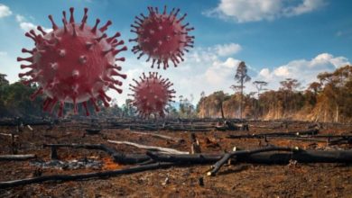 Risikoen for pandemier kan økes av klimaendringer og naturødeleggelser