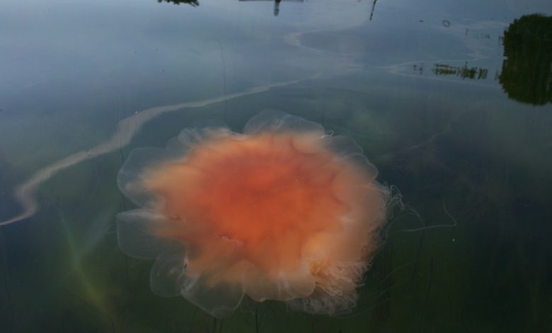 Spår brennmanetsommer