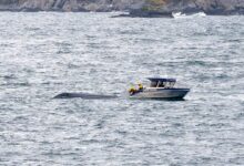 Ble vitne til dramaet i Lofoten: –⁠ Utrolig tragisk