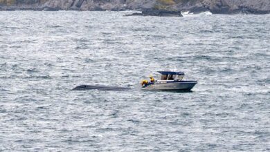 Ble vitne til dramaet i Lofoten: –⁠ Utrolig tragisk