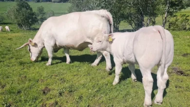 Guardiola: – Spiller ingen rolle Guardiola: – Spiller ingen rolle