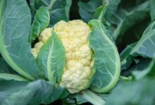 Nå øker forbruket av grønnsaker