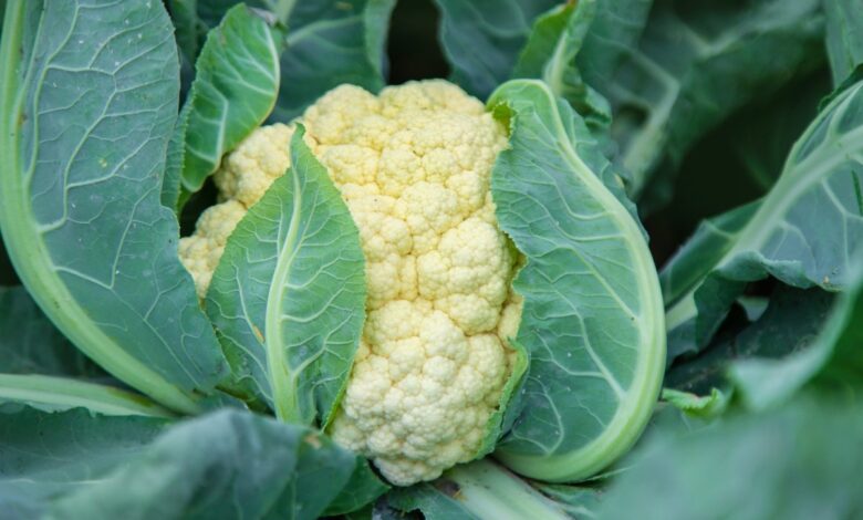 Nå øker forbruket av grønnsaker Nå øker forbruket av grønnsaker