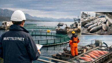 Mattilsynet lager ny dyrevelferdsforskrift for akvakultur