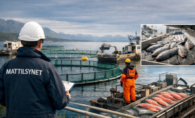 Mattilsynet lager ny dyrevelferdsforskrift for akvakultur